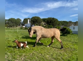 Andaluces, Yegua, 4 años, 152 cm, Bayo