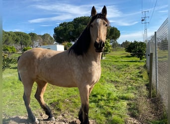 Andaluces, Yegua, 4 años, 152 cm, Bayo