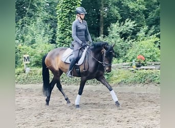 Andaluces, Yegua, 4 años, 152 cm, Castaño