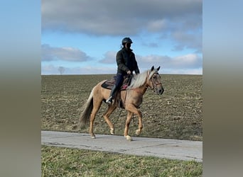 Andaluces, Yegua, 4 años, 152 cm, Dunalino (Cervuno x Palomino)