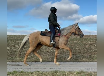 Andaluces, Yegua, 4 años, 152 cm, Dunalino (Cervuno x Palomino)