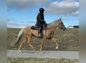 Andaluces, Yegua, 4 años, 152 cm, Dunalino (Cervuno x Palomino)