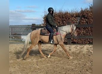 Andaluces, Yegua, 4 años, 152 cm, Dunalino (Cervuno x Palomino)