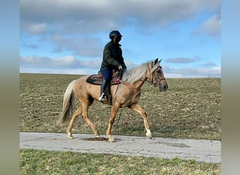 Andaluces, Yegua, 4 años, 152 cm, Dunalino (Cervuno x Palomino)