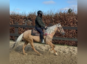 Andaluces, Yegua, 4 años, 152 cm, Dunalino (Cervuno x Palomino)