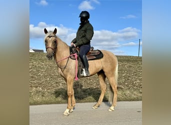 Andaluces, Yegua, 4 años, 152 cm, Dunalino (Cervuno x Palomino)