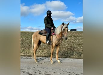 Andaluces, Yegua, 4 años, 152 cm, Dunalino (Cervuno x Palomino)