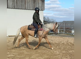 Andaluces, Yegua, 4 años, 152 cm, Dunalino (Cervuno x Palomino)