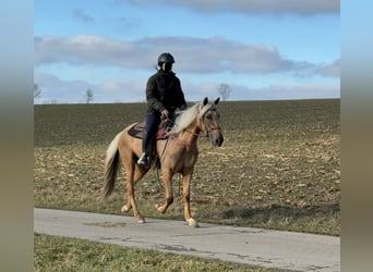 Andaluces, Yegua, 4 años, 152 cm, Dunalino (Cervuno x Palomino)