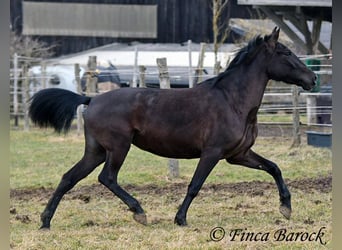 Andaluces, Yegua, 4 años, 152 cm, Negro