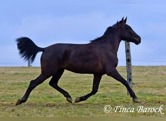 Andaluces, Yegua, 4 años, 152 cm, Negro