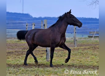 Andaluces, Yegua, 4 años, 152 cm, Negro