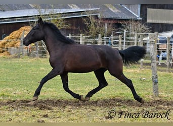 Andaluces, Yegua, 4 años, 152 cm, Negro