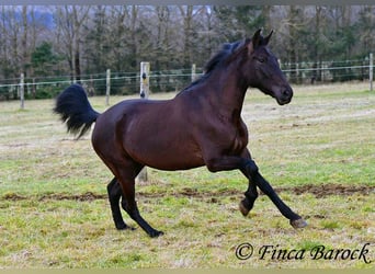 Andaluces, Yegua, 4 años, 152 cm, Negro