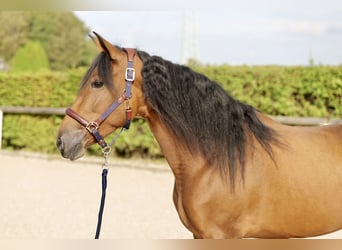 Andaluces, Yegua, 4 años, 153 cm, Castaño