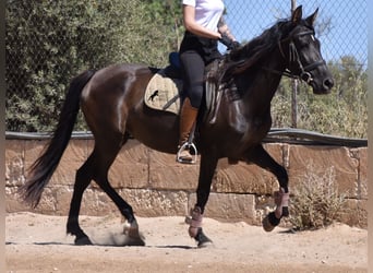 Andaluces, Yegua, 4 años, 153 cm, Negro