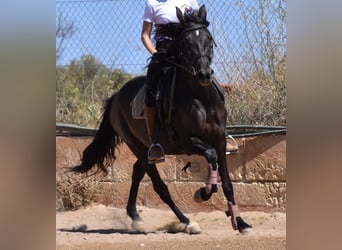 Andaluces, Yegua, 4 años, 153 cm, Negro