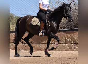 Andaluces, Yegua, 4 años, 153 cm, Negro