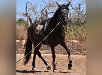 Andaluces, Yegua, 4 años, 153 cm, Negro