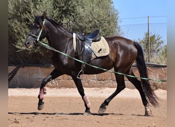 Andaluces, Yegua, 4 años, 153 cm, Negro