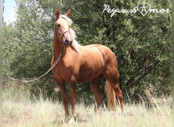 Andaluces, Yegua, 4 años, 153 cm, Palomino