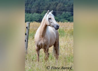 Andaluces, Yegua, 4 años, 153 cm, Palomino