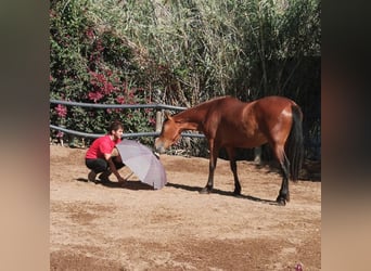 Andaluces, Yegua, 4 años, 154 cm, Castaño