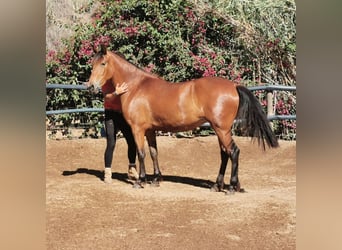 Andaluces, Yegua, 4 años, 154 cm, Castaño