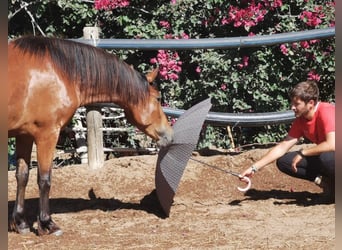 Andaluces, Yegua, 4 años, 154 cm, Castaño