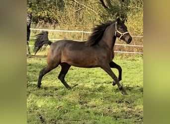 Andaluces, Yegua, 4 años, 154 cm, Castaño oscuro