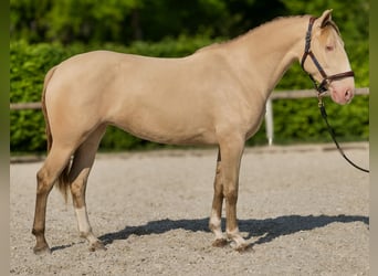 Andaluces, Yegua, 4 años, 154 cm, Champán