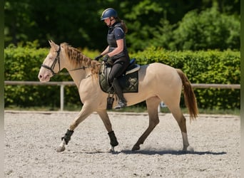 Andaluces, Yegua, 4 años, 154 cm, Champán