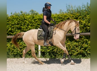 Andaluces, Yegua, 4 años, 154 cm, Champán