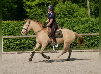 Andaluces, Yegua, 4 años, 154 cm, Champán