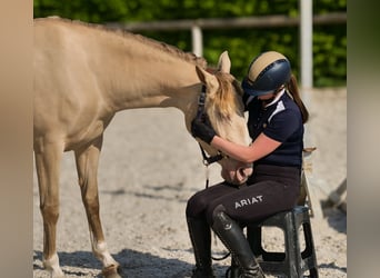 Andaluces, Yegua, 4 años, 154 cm, Champán