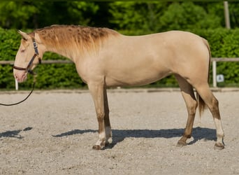 Andaluces, Yegua, 4 años, 154 cm, Champán