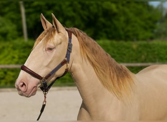 Andaluces, Yegua, 4 años, 154 cm, Champán