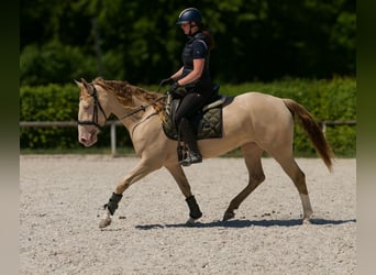 Andaluces, Yegua, 4 años, 154 cm, Champán