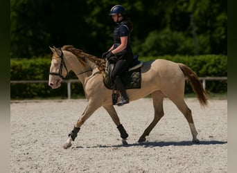 Andaluces, Yegua, 4 años, 154 cm, Champán