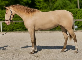 Andaluces, Yegua, 4 años, 154 cm, Champán