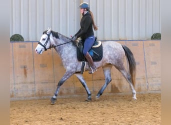 Andaluces, Yegua, 4 años, 154 cm, Tordo