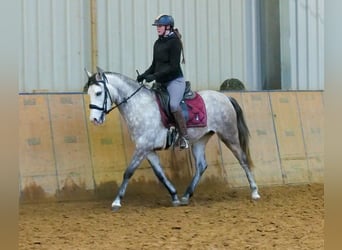 Andaluces, Yegua, 4 años, 154 cm, Tordo