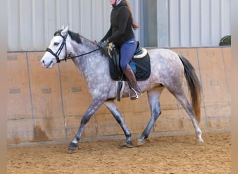 Andaluces, Yegua, 4 años, 154 cm, Tordo