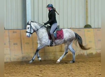 Andaluces, Yegua, 4 años, 154 cm, Tordo