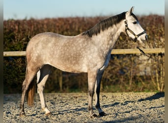 Andaluces, Yegua, 4 años, 154 cm, Tordo