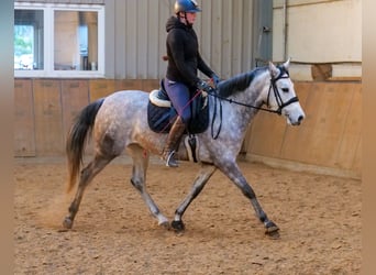 Andaluces, Yegua, 4 años, 154 cm, Tordo