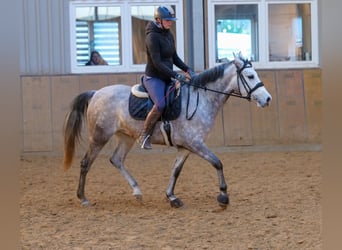 Andaluces, Yegua, 4 años, 154 cm, Tordo