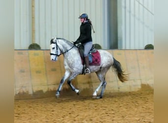 Andaluces, Yegua, 4 años, 154 cm, Tordo