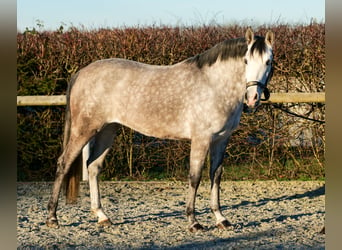 Andaluces, Yegua, 4 años, 154 cm, Tordo