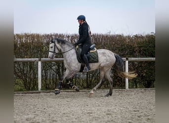 Andaluces, Yegua, 4 años, 154 cm, Tordo